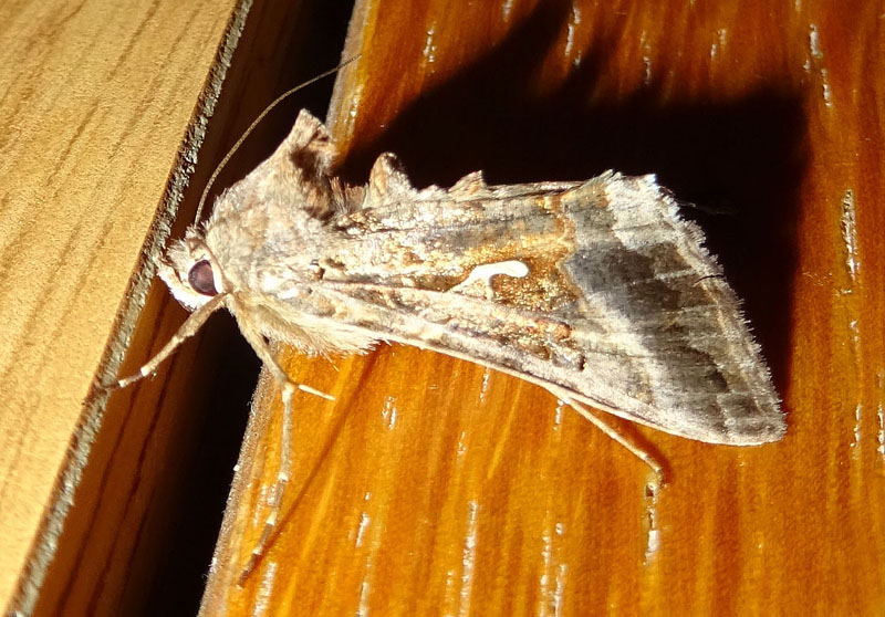 Autographa gamma - Noctuidae